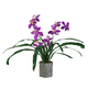 Ballam Furniture  24" Cymbidium Plant