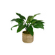 Ballam Furniture  20" Giant Emerald Plant in Basket